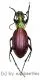 Ceroglossus chilensis gloriosus ( 25 – 29 ) A1-