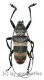 Ceroplesis calabarica ( 30 – 34 ) A1-