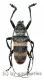 Ceroplesis calabarica ( 20 – 24 ) A1-