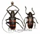 Ceroplesis calabarica ( M 25 – 29 ) A2