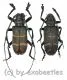 Ceroplesis militaris irregularis ( M 35 - 39 )