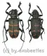 Ceroplesis militaris irregularis ( M 35 - 39 )