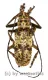 Ceroplesis molator ( 20 – 29 ) A2