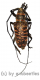 Ceroplesis poggei ( 20 – 29 ) A2