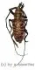 Ceroplesis poggei ( 20 – 29 ) A2