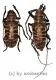 Ceroplesis poggei ( 20 – 29 ) A1-