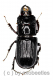 Ceruchus yangi ( Schröter ) ( 10 – 14 )