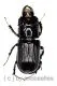 Ceruchus yangi ( Schröter ) ( 10 – 19 ) A2