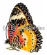 Cethosia cyane cyane