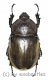 Chalcosoma atlas / caucasus ( 55 - 59 )