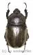 Chalcosoma atlas / caucasus ( 55 - 59 )