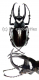 Chalcosoma moellenkampi ( 85 – 89 )