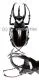 Chalcosoma moellenkampi ( 90 – 94 )