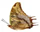 Charaxes antamboulou