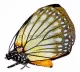 Charaxes crossleyi