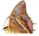 Charaxes cynthia