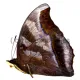 Charaxes laodice