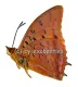 Charaxes lucretius A2