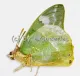 Charaxes subornatus A2