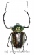 Cheirotonus battareli ( 60 – 64 ) A1-