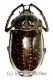 Cheirotonus gestroi ( 55 – 59 )