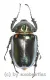 Cheirotonus jansoni ( 60 – 64 ) A1-
