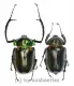 Cheirotonus jansoni ( M 55 – 59 )