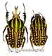 Chelorrhina savagei ( M 60 – 64 )