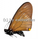 Chilasa slateri