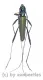 Chloridolum spec. #2 ( 25 - 29 )