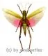 Chondracris rosea rosea ( spread )