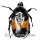 Chondrorrhina ( Chondrorrhina ) abbreviata A2