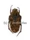 Chordodera spec. A2