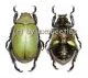 Chrysina erubescens ( 30 – 34 )