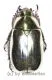 Chrysina strasseni ( golden / silber ) ( 20 – 29 )