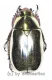 Chrysina strasseni ( golden / silber ) ( 20 – 29 )