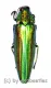 Chrysochroa baudoni ( 30 – 34 )