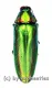 Chrysochroa rajah thailandica ( 35 – 39 )