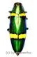 Chrysochroa viridisplendens ( 40 – 44 )