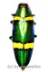 Chrysochroa viridisplendens ( 45 – 49 )