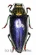 Chrysodema ( Gelaeus ) walkeri horaki ( 25 – 34 ) A2