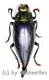 Chrysodema ( Gelaeus ) walkeri horaki ( 25 – 34 )