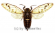 Cicada spec. #9 ( Spread )