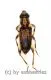 Cleridae spec. #2 ( 5 – 9 )