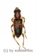 Cleridae spec. #2 ( 5 – 9 )
