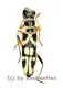 Cleridae spec. #3 ( 10 – 14 )