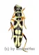 Cleridae spec. #3 ( 10 – 14 )