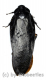 Cockroach spec. #2 ( 60 – 64 )