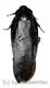 Cockroach spec. #2 ( 55 – 59 ) A2