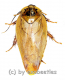 Cockroach spec. #3 ( 25 – 29 )